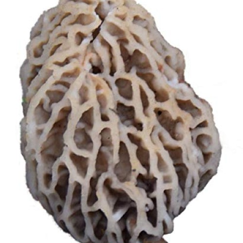 Morel Habitat Kit - Backyard Morel Mushroom Growing Kit