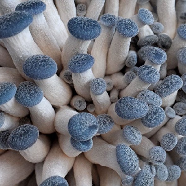 Organic Blue Oyster Mushroom Growing Kit