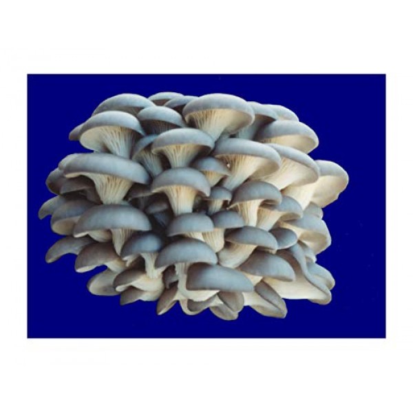 Organic Blue Oyster Mushroom Growing Kit