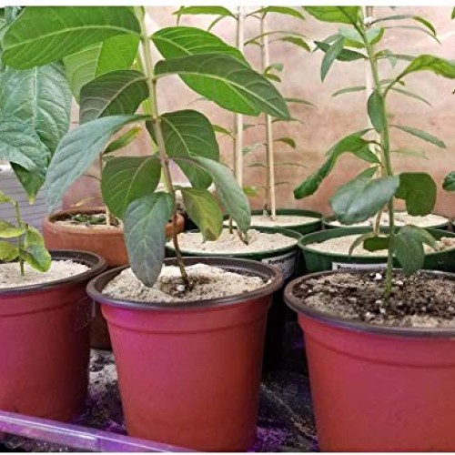 Plastic Nursery Flower Plant Pot 80 Pack Seedling Starter Pots for...