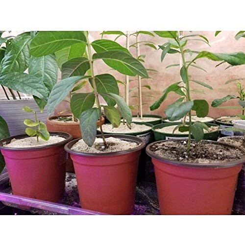 Plastic Nursery Flower Plant Pot 80 Pack Seedling Starter Pots for...