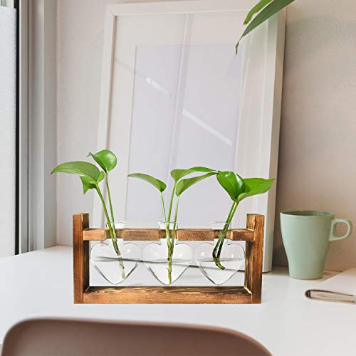 Gonioa Propagation Station, Desktop Glass Planter Bulb Vase Plant ...