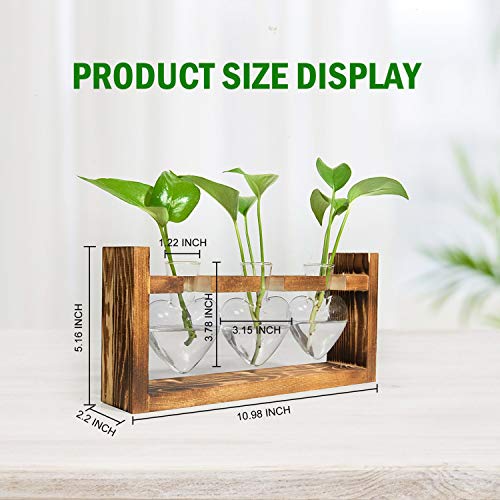 Gonioa Propagation Station, Desktop Glass Planter Bulb Vase Plant ...
