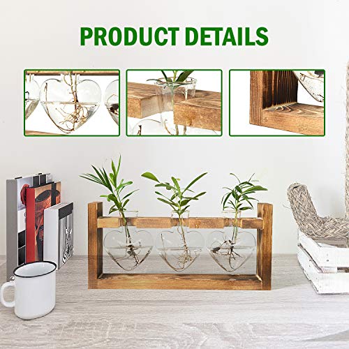 Gonioa Propagation Station, Desktop Glass Planter Bulb Vase Plant ...