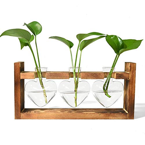 Gonioa Propagation Station, Desktop Glass Planter Bulb Vase Plant ...