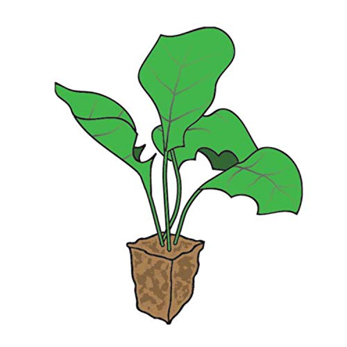Grow Plug, Plant Grow Plug 50PCS 25x25x40mm Rockwool Plant Starter...