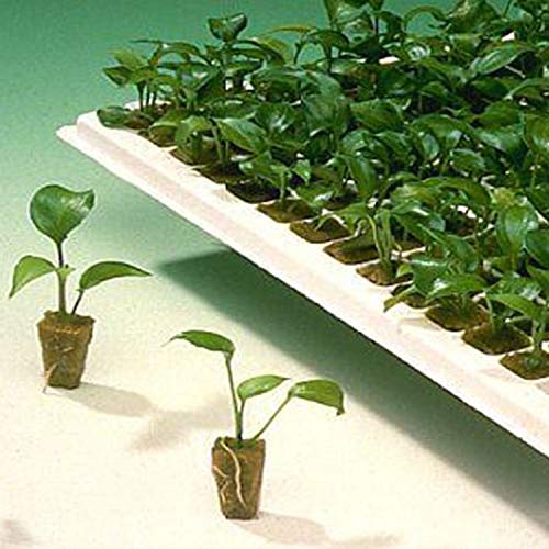 Grow Plug, Plant Grow Plug 50PCS 25x25x40mm Rockwool Plant Starter...