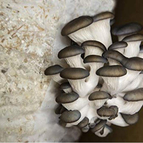 Grassland Hills Ranch Pack of 20 Mushroom Spawn Grow Bags Polyprop...