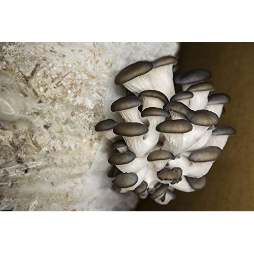 Grassland Hills Ranch Pack of 20 Mushroom Spawn Grow Bags Polyprop...