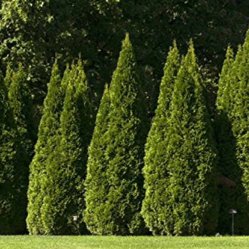 Live Plant, Outdoor Evergreen Tree, Tall Thuja Occidentalis, Emera...