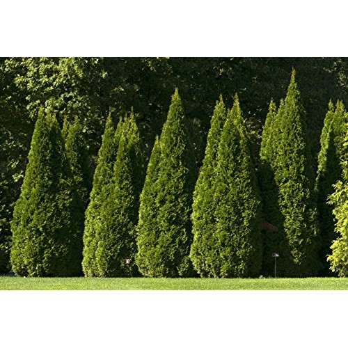 Live Plant, Outdoor Evergreen Tree, Tall Thuja Occidentalis, Emera...