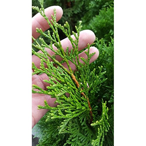 Live Plant, Outdoor Evergreen Tree, Tall Thuja Occidentalis, Emera...