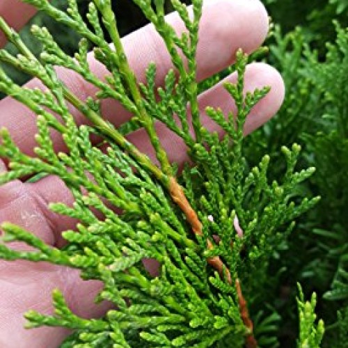 Live Plant, Outdoor Evergreen Tree, Tall Thuja Occidentalis, Emera...