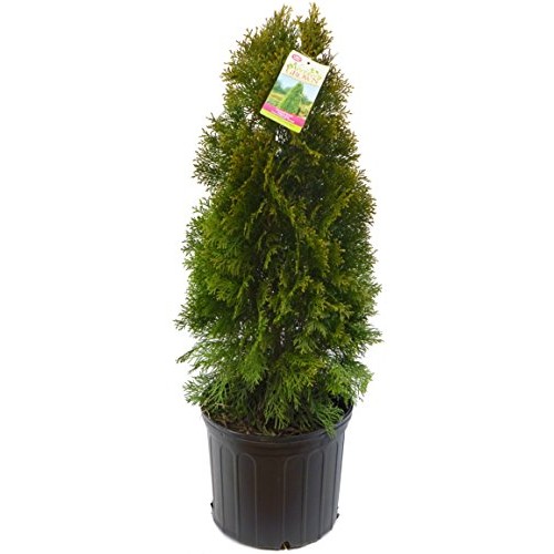 Live Plant, Outdoor Evergreen Tree, Tall Thuja Occidentalis, Emera...