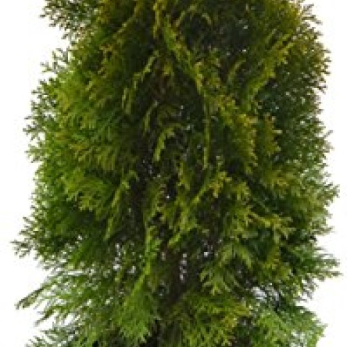Live Plant, Outdoor Evergreen Tree, Tall Thuja Occidentalis, Emera...