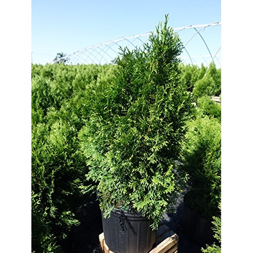 Live Plant, Outdoor Evergreen Tree, Tall Thuja Occidentalis, Emera...