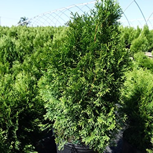 Live Plant, Outdoor Evergreen Tree, Tall Thuja Occidentalis, Emera...