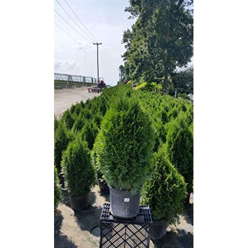 Live Plant, Outdoor Evergreen Tree, Tall Thuja Occidentalis, Emera...