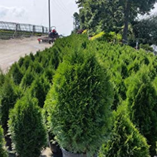 Live Plant, Outdoor Evergreen Tree, Tall Thuja Occidentalis, Emera...