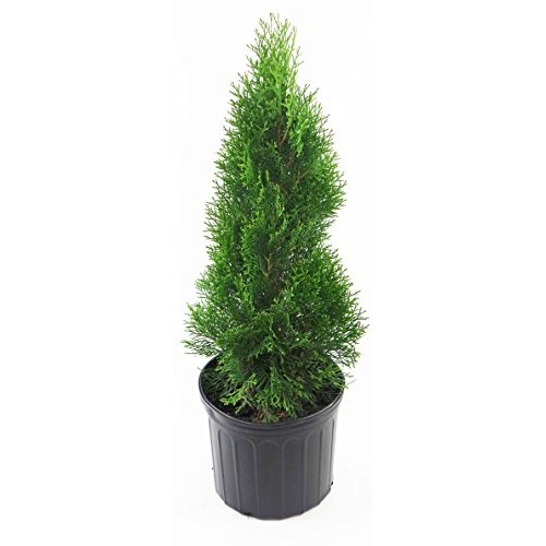 Live Plant, Outdoor Evergreen Tree, Tall Thuja Occidentalis, Emera...