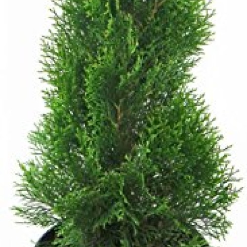 Live Plant, Outdoor Evergreen Tree, Tall Thuja Occidentalis, Emera...