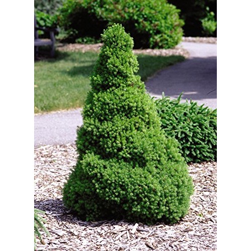 Picea glauca Conica Dwarf Alberta Spruce Evergreen, #3 - Size ...