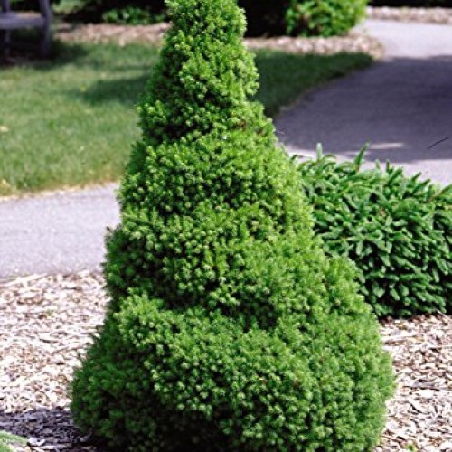 Picea glauca Conica Dwarf Alberta Spruce Evergreen, #3 - Size ...