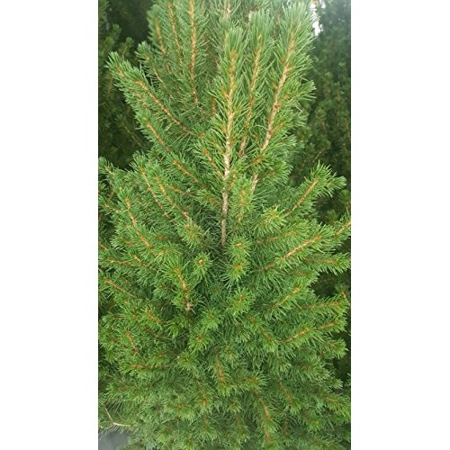 Picea glauca Conica Dwarf Alberta Spruce Evergreen, #3 - Size ...