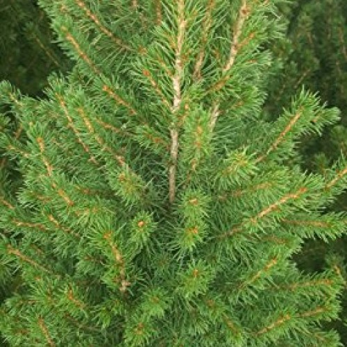 Picea glauca Conica Dwarf Alberta Spruce Evergreen, #3 - Size ...