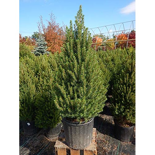 Picea glauca Conica Dwarf Alberta Spruce Evergreen, #3 - Size ...