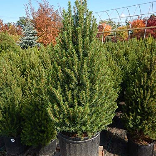 Picea glauca Conica Dwarf Alberta Spruce Evergreen, #3 - Size ...