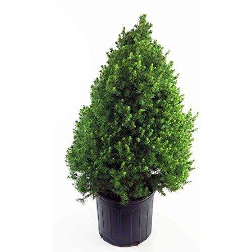 Picea glauca Conica Dwarf Alberta Spruce Evergreen, #3 - Size ...
