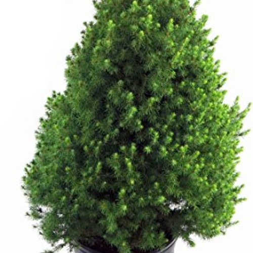 Picea glauca Conica Dwarf Alberta Spruce Evergreen, #3 - Size ...