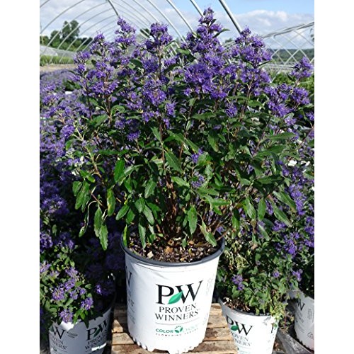 Proven Winners - Caryopteris X cland. Beyond Midnight Bluebeard ...