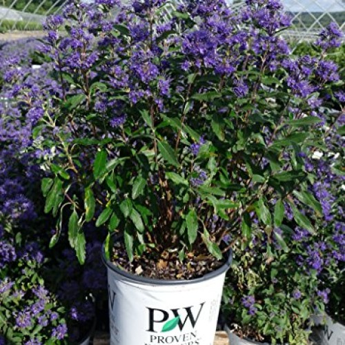 Proven Winners - Caryopteris X cland. Beyond Midnight Bluebeard ...