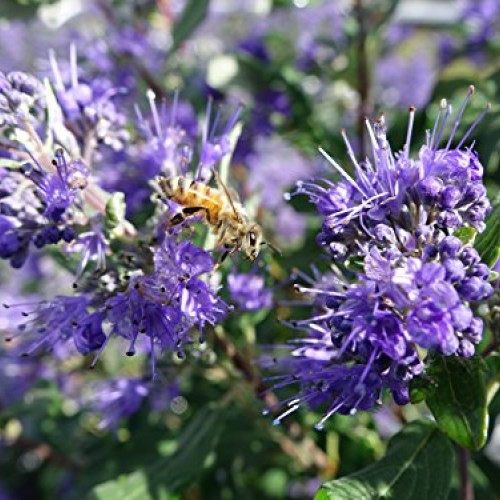 Proven Winners - Caryopteris X cland. Beyond Midnight Bluebeard ...