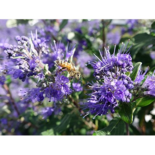 Proven Winners - Caryopteris X cland. Beyond Midnight Bluebeard ...