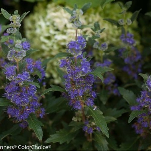 Proven Winners - Caryopteris X cland. Beyond Midnight Bluebeard ...