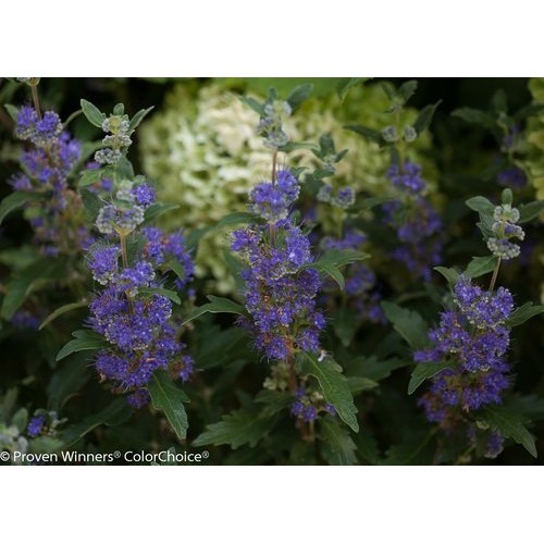 Proven Winners - Caryopteris X cland. Beyond Midnight Bluebeard ...