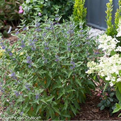 Proven Winners - Caryopteris X cland. Beyond Midnight Bluebeard ...