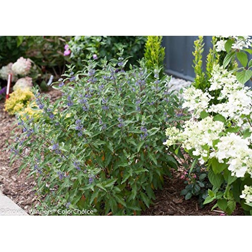 Proven Winners - Caryopteris X cland. Beyond Midnight Bluebeard ...