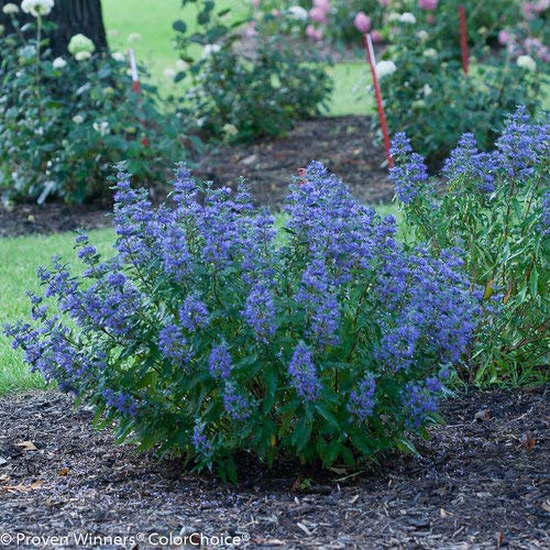 Proven Winners - Caryopteris X cland. Beyond Midnight Bluebeard ...