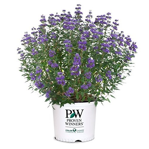 Proven Winners - Caryopteris X cland. Beyond Midnight Bluebeard ...