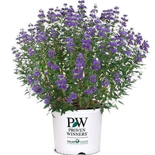 Proven Winners - Caryopteris X cland. Beyond Midnight Bluebeard ...