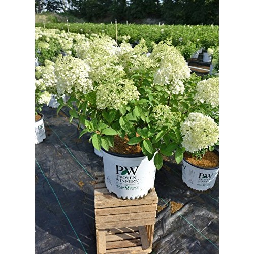 Proven Winners - Hydrangea pan. Bobo Panicle Hydrangea Shrub, dw...
