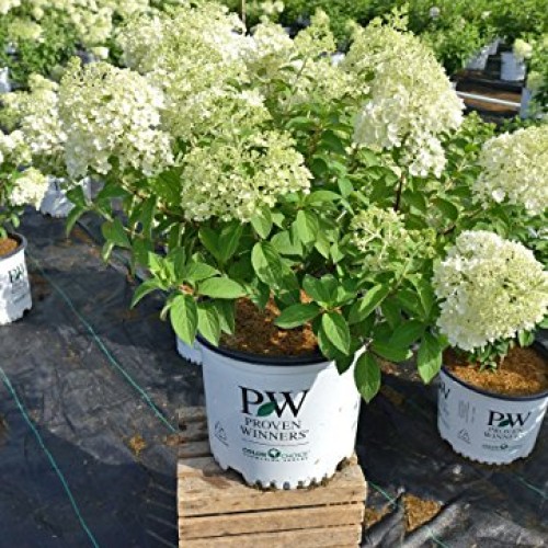 Proven Winners - Hydrangea pan. Bobo Panicle Hydrangea Shrub, dw...