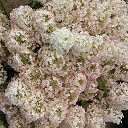Proven Winners - Hydrangea pan. Bobo Panicle Hydrangea Shrub, dw...