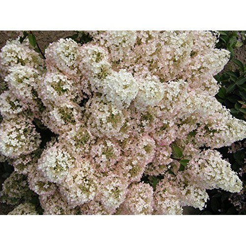 Proven Winners - Hydrangea pan. Bobo Panicle Hydrangea Shrub, dw...