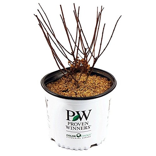Proven Winners - Hydrangea pan. Bobo Panicle Hydrangea Shrub, dw...