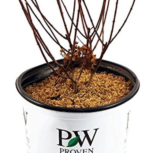 Proven Winners - Hydrangea pan. Bobo Panicle Hydrangea Shrub, dw...
